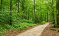 Footpath along green trees in beautiful forest nature Royalty Free Stock Photo
