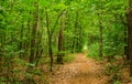 Track in forest with lush green trees