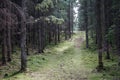 Track in forest Royalty Free Stock Photo