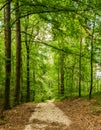 Path in green summer forest Royalty Free Stock Photo