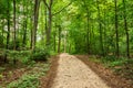 Track in green forest nature with lush foliage Royalty Free Stock Photo