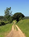 Track between hedgerows in the Cotswold Hills Royalty Free Stock Photo