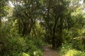 Track on Kilimanjaro on the Machame Route Whiskey