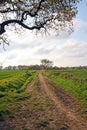 Track through meadow fields Royalty Free Stock Photo