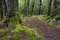 Track through moss covered trees, Fiordland National Park, South Island, New Zealand