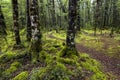 Track through moss covered trees, Fiordland National Park, South Island, New Zealand