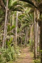 Track in Nikau palms rainforest Royalty Free Stock Photo