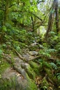 Track over slippery rocks in the rainforest