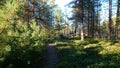 Track in a pine forest Royalty Free Stock Photo