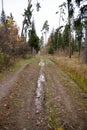 A track and a puddle on a dirt road in the forest among the trees Royalty Free Stock Photo