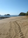 Track on the sand of Green sea turtles on the beach female laying the egg, face of the turtle Royalty Free Stock Photo