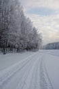 Track from the snowmobile against the background of snow-covered trees