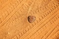 Track of tire and pine cone on sand. Royalty Free Stock Photo