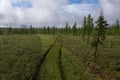 Track tractor in the forest.