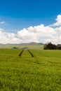 Track of tractor on the green corn field Royalty Free Stock Photo