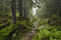 Track in wilde forest Royalty Free Stock Photo