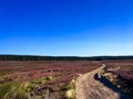 Track winding through purple heather towards a thick forest