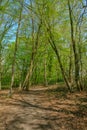 Track in the woods of the Essex countryside in springtime.