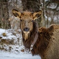 The Tracked Elk