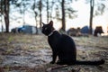 Black domestic cat with gps tracker collar sitting outside in nature against forest and hiking camp.