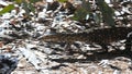 Tracking shot of a perentie lizard walking