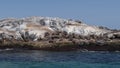 Tracking shot of seals on montague island