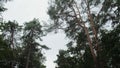 Tracking shot view from below oak trees in a forest in Germany, West Europe during Summer