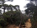 Mount Kinabalu Hiking Trail