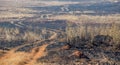 Tracks across a burnt landscape