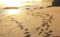 Tracks on the beach Royalty Free Stock Photo