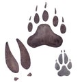 Tracks of bear, grizzly, elk, wolf. Brown grey paw wild animal footprint. Hand drawn watercolor illustration isolated on