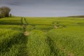 Tracks in crop field with evening sun Royalty Free Stock Photo