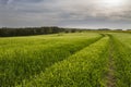 Tracks in crop field over countryside Royalty Free Stock Photo
