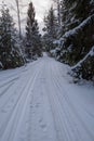 Tracks for crosscountry skiing in a swedish forest february 2018