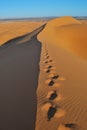 Tracks in the desert dunes. Royalty Free Stock Photo