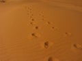 Tracks on the desert Royalty Free Stock Photo