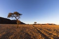 Tracks and dry camel thorn trees in the Namib Desert Royalty Free Stock Photo