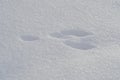 Tracks of european hare in soft glistening snow. Hare front paws have a oblong shape and are easy to recognise in snow Royalty Free Stock Photo