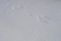 Tracks of european hare in soft glistening snow. Hare front paws have a oblong shape and are easy to recognise in snow Royalty Free Stock Photo