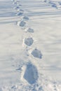 Tracks on fresh snow Royalty Free Stock Photo
