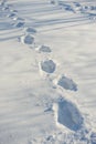 Tracks on fresh snow Royalty Free Stock Photo
