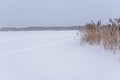 Tracks on the ice of a white snow lake in winter go up to dry reeds on the background of the shore Royalty Free Stock Photo