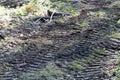 Tracks in the mud from a tractor in the forest Royalty Free Stock Photo