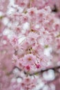 Beautiful pink ShidarezakuraWeeping Cherry on the Nicchu Line,Kitakata,Fukushima,Tohoku,Japan