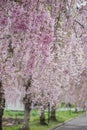 Beautiful pink ShidarezakuraWeeping Cherry on the Nicchu Line,Kitakata,Fukushima,Tohoku,Japan