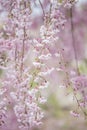 Beautiful pink ShidarezakuraWeeping Cherry on the Nicchu Line,Kitakata,Fukushima,Tohoku,Japan