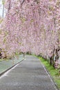 Beautiful pink tunnels of ShidarezakuraWeeping Cherry blossoms on the Nicchu Line,Kitakata,Fukushima,Tohoku,Japan