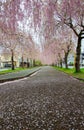 Beautiful pink tunnels of ShidarezakuraWeeping Cherry blossoms on the Nicchu Line,Kitakata,Fukushima,Tohoku,Japan