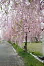 Beautiful pink ShidarezakuraWeeping Cherry blossoms on the Nicchu Line,Kitakata,Fukushima,Tohoku,Japan