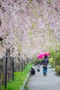 Beautiful pink tunnels of ShidarezakuraWeeping Cherry blossoms on the Nicchu Line,Kitakata,Fukushima,Tohoku,Japan